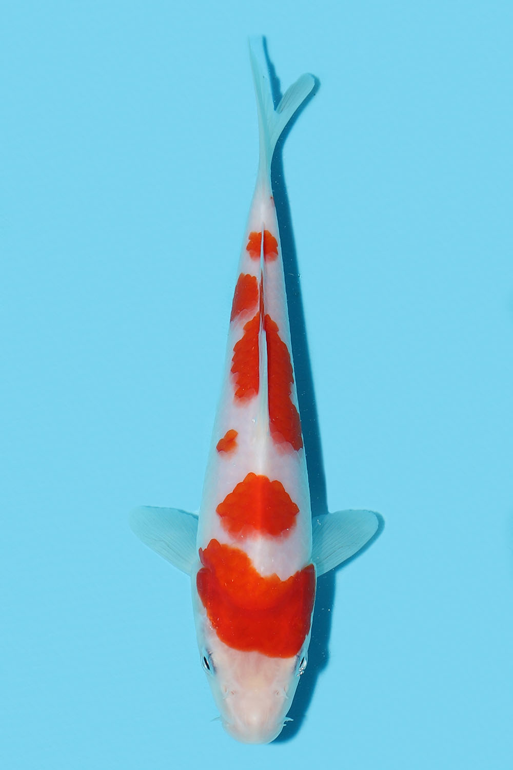 Kohaku