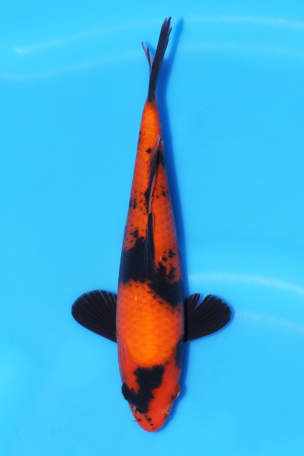 Hi Utsuri
