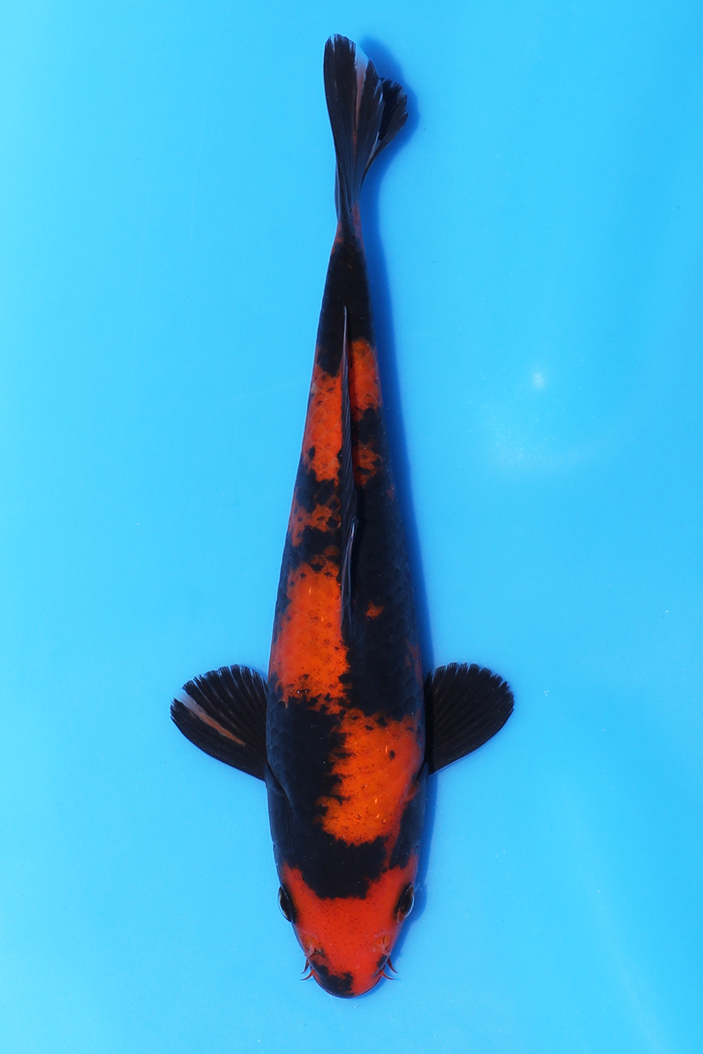 Hi Utsuri