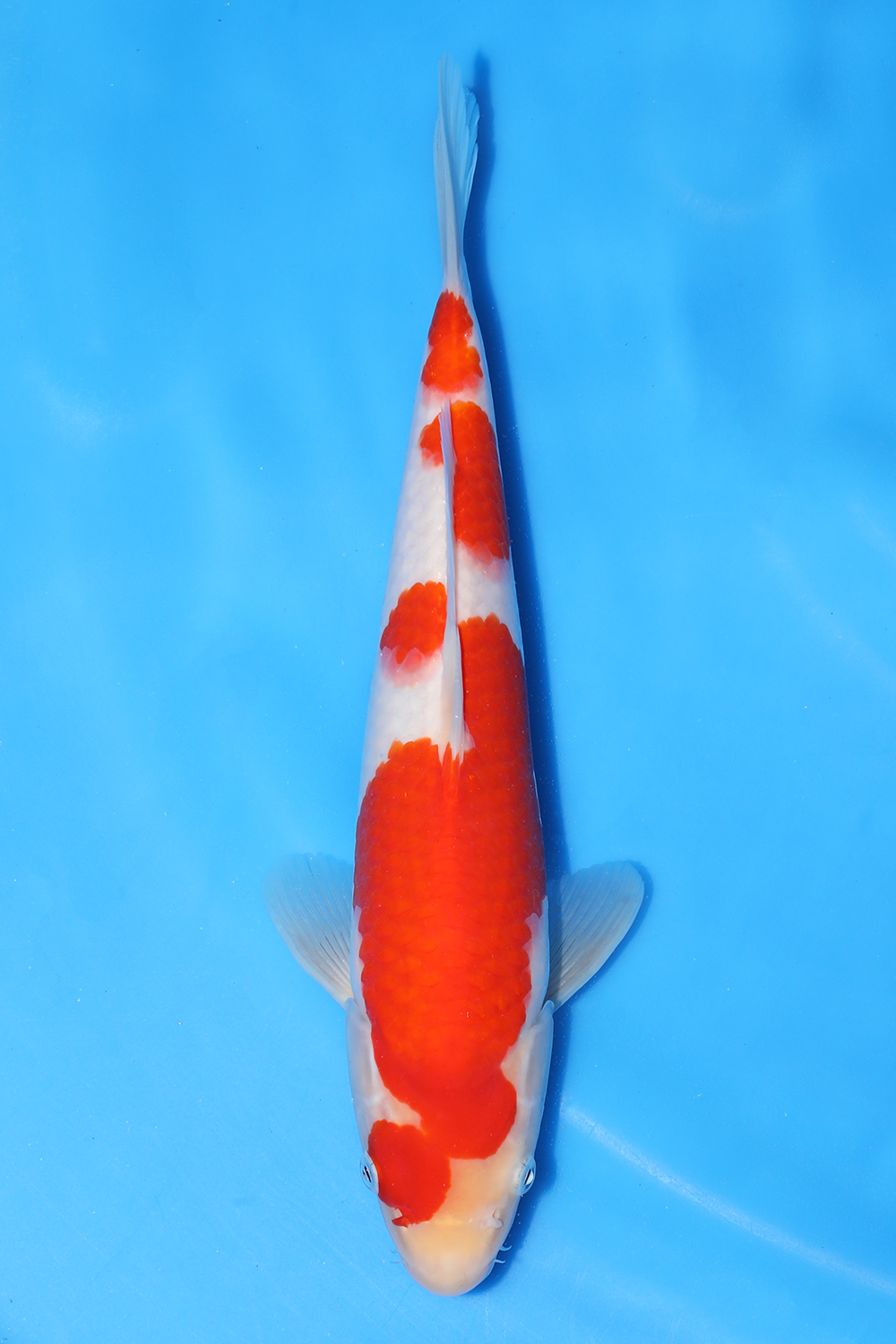 Kohaku