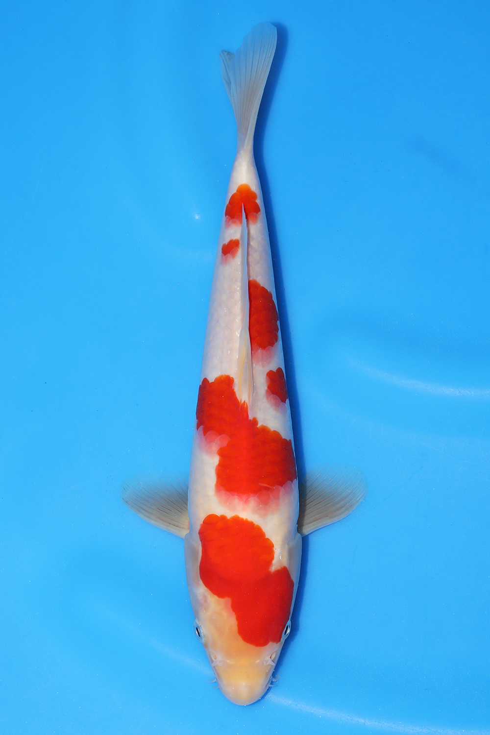 Kohaku