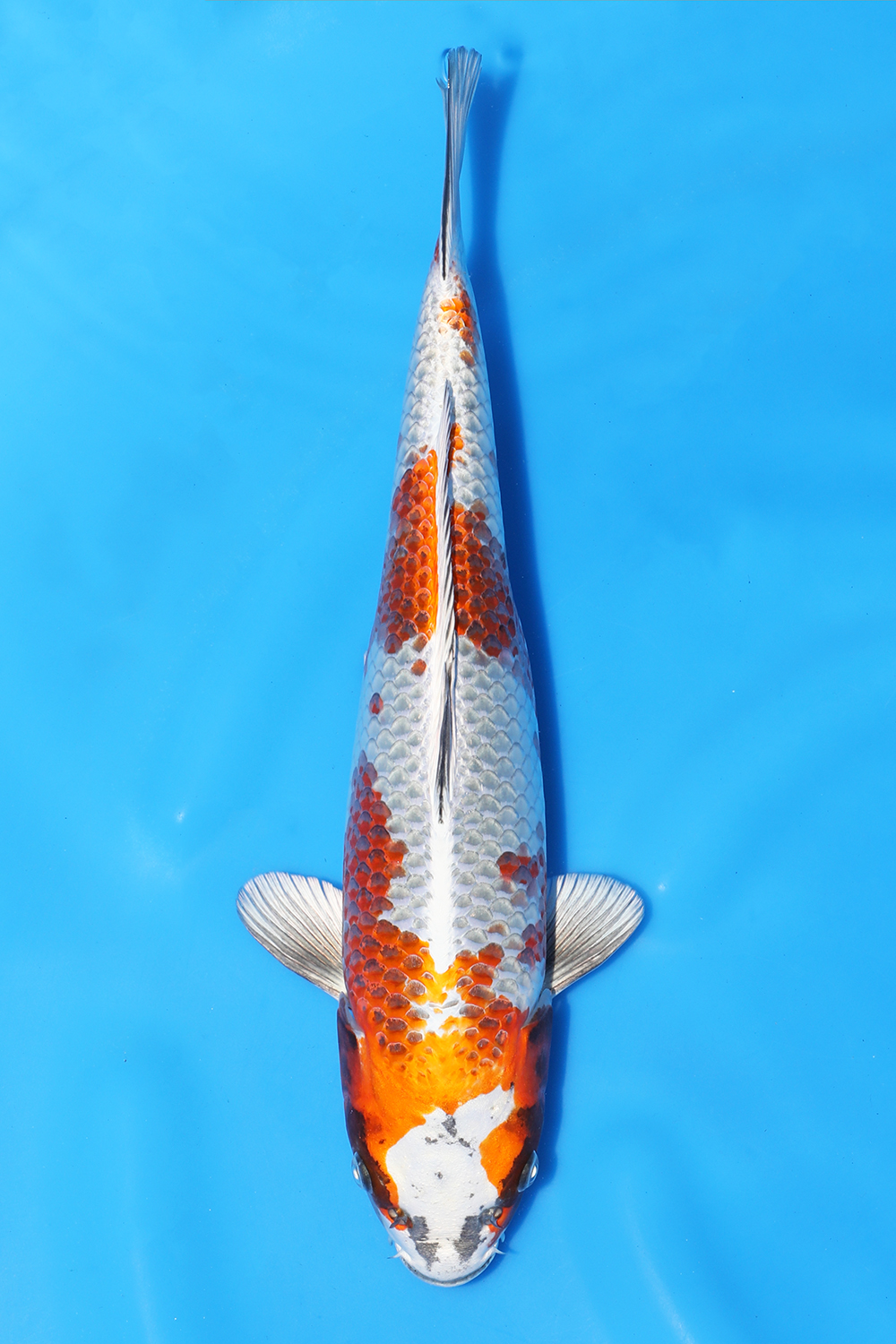 Kirin