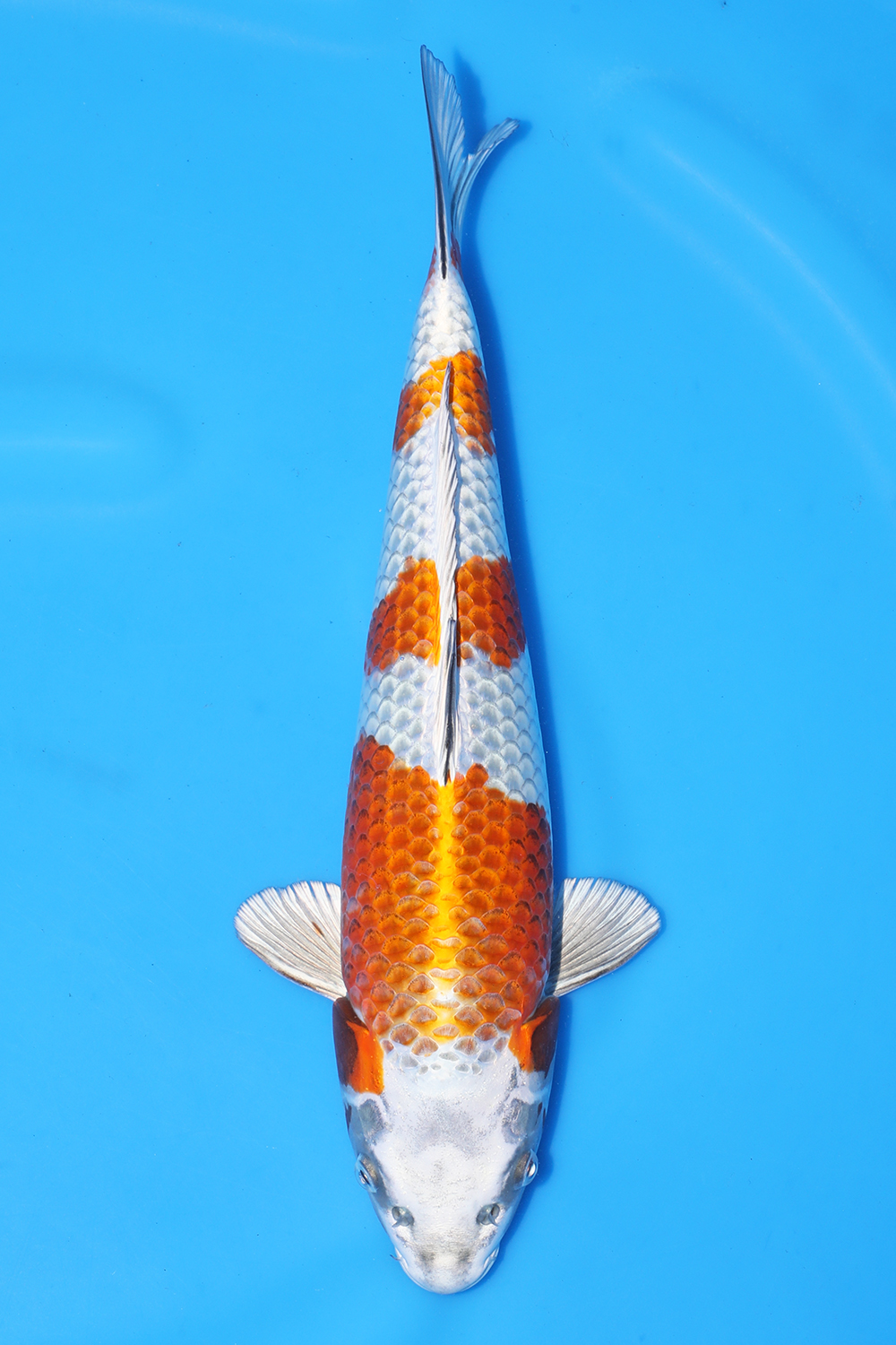 Kirin