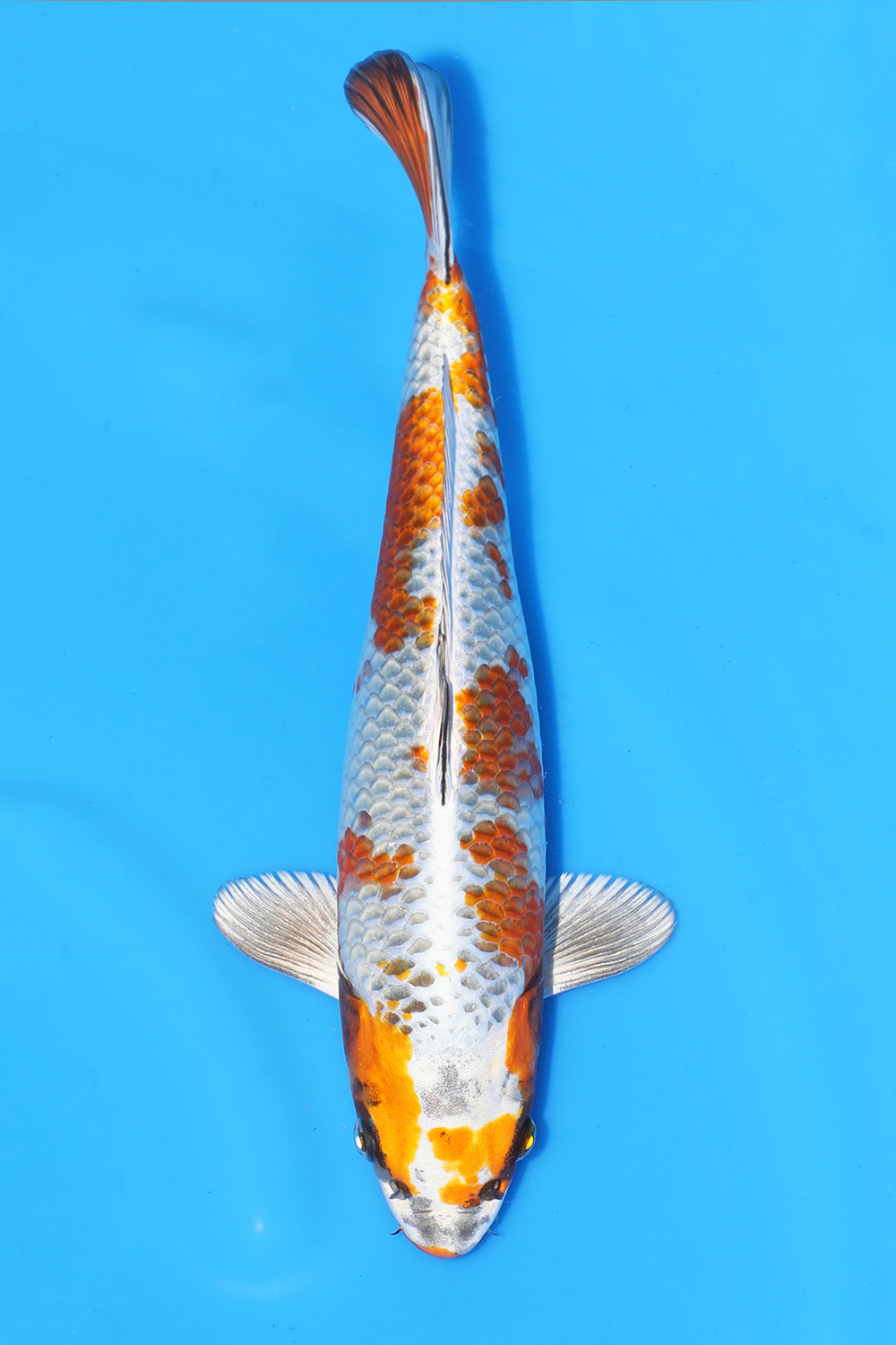 Kirin