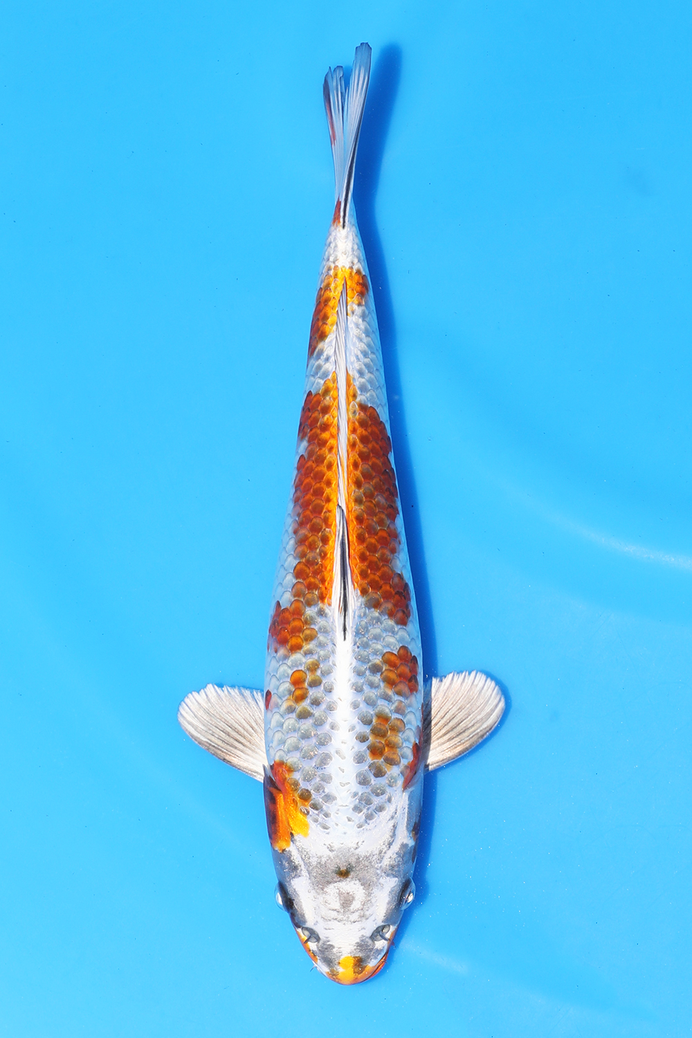 Kirin