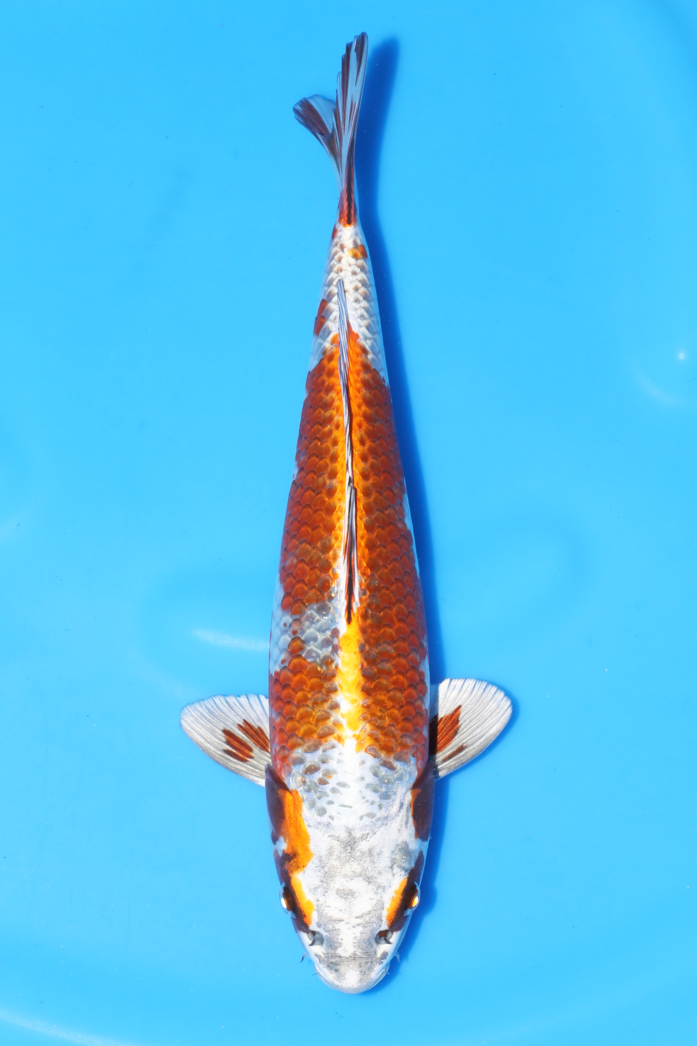 Kirin