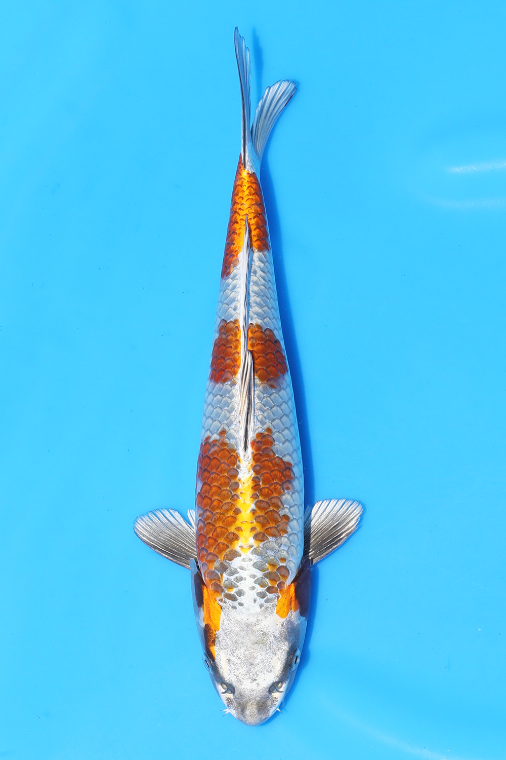 Kirin
