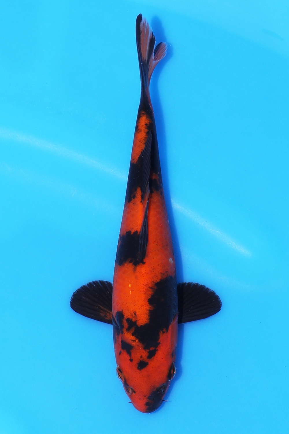 Hi Utsuri