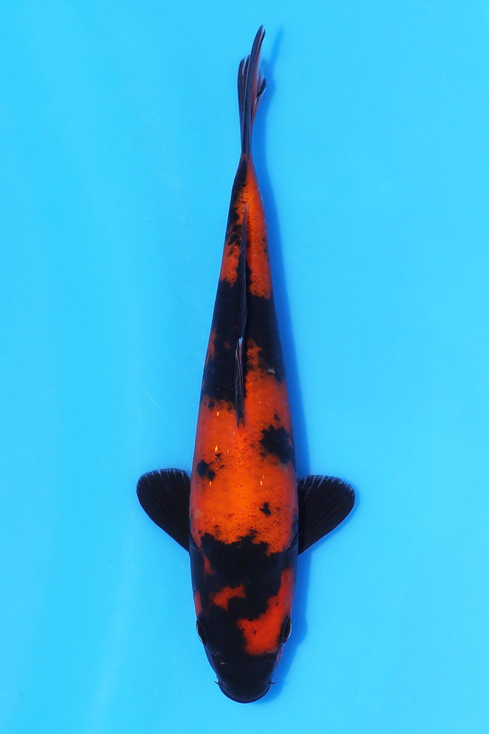 Hi Utsuri