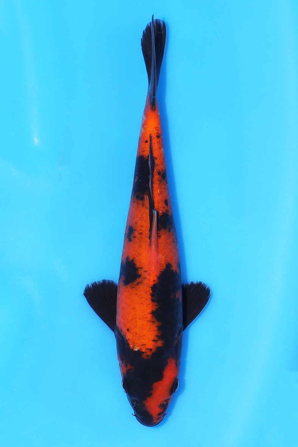 Hi Utsuri