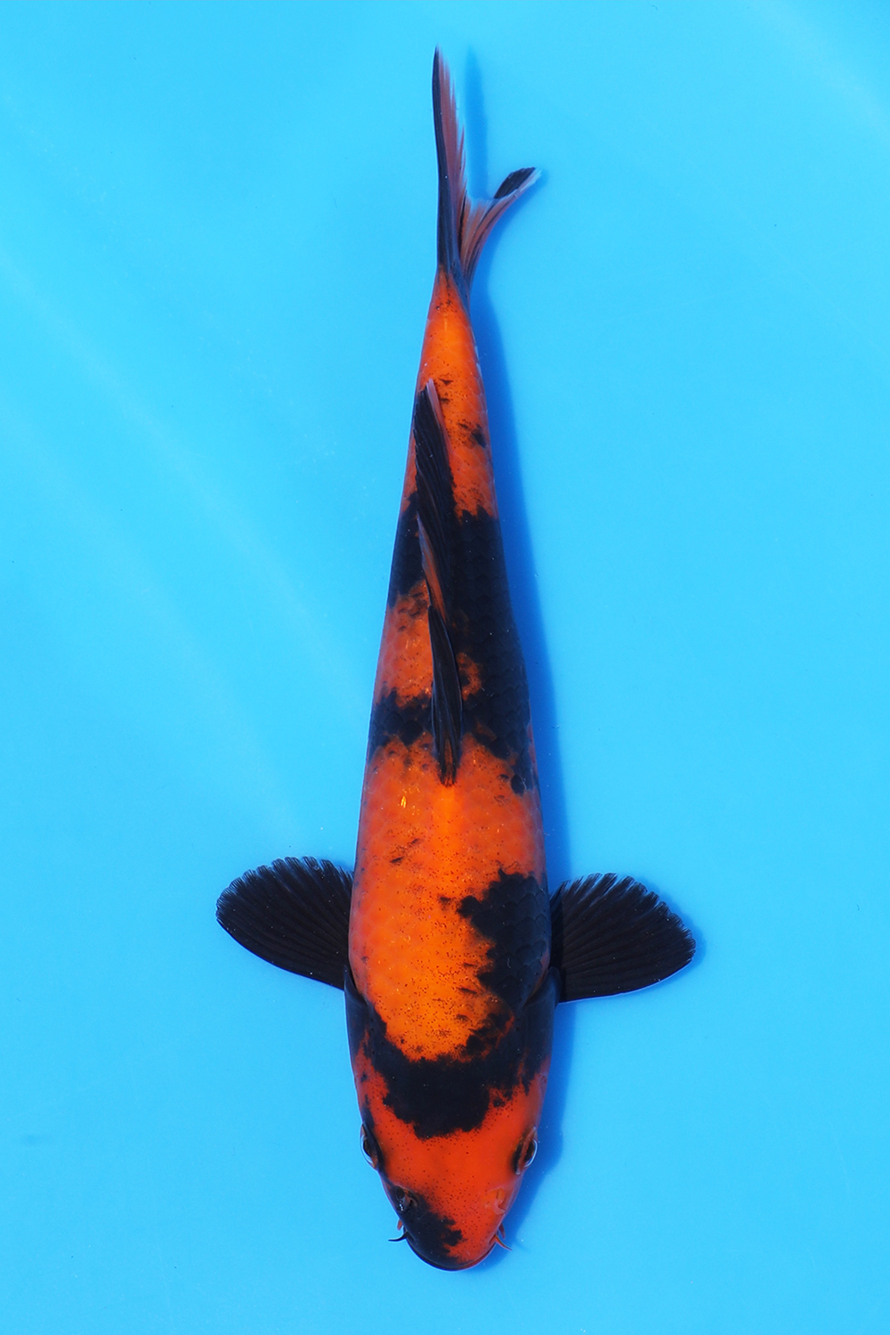 Hi Utsuri