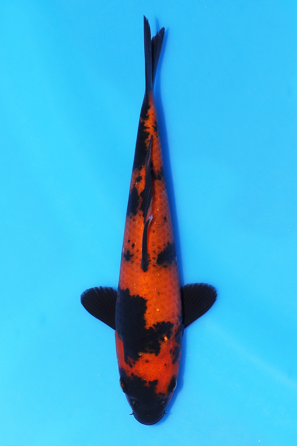 Hi Utsuri