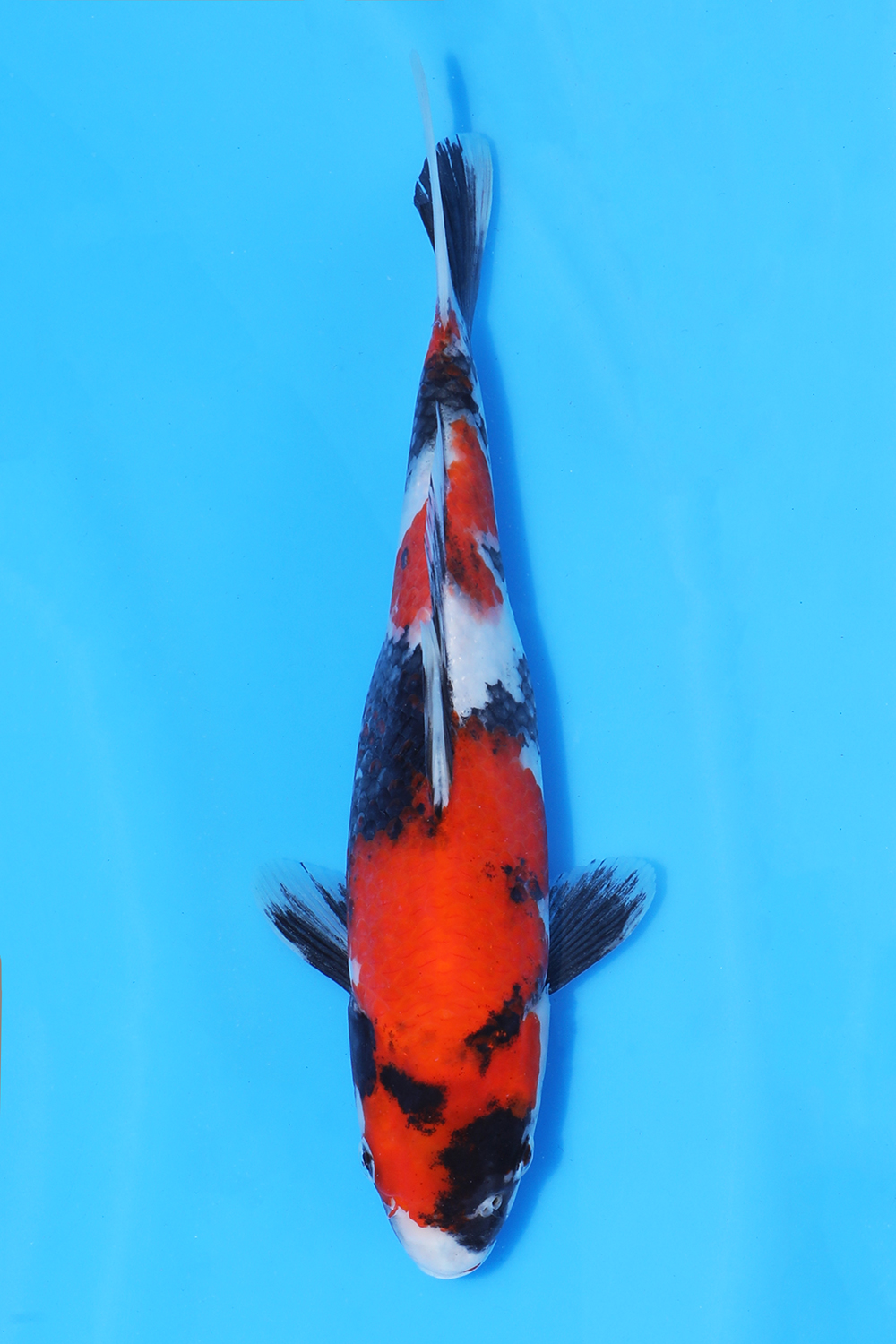 Showa