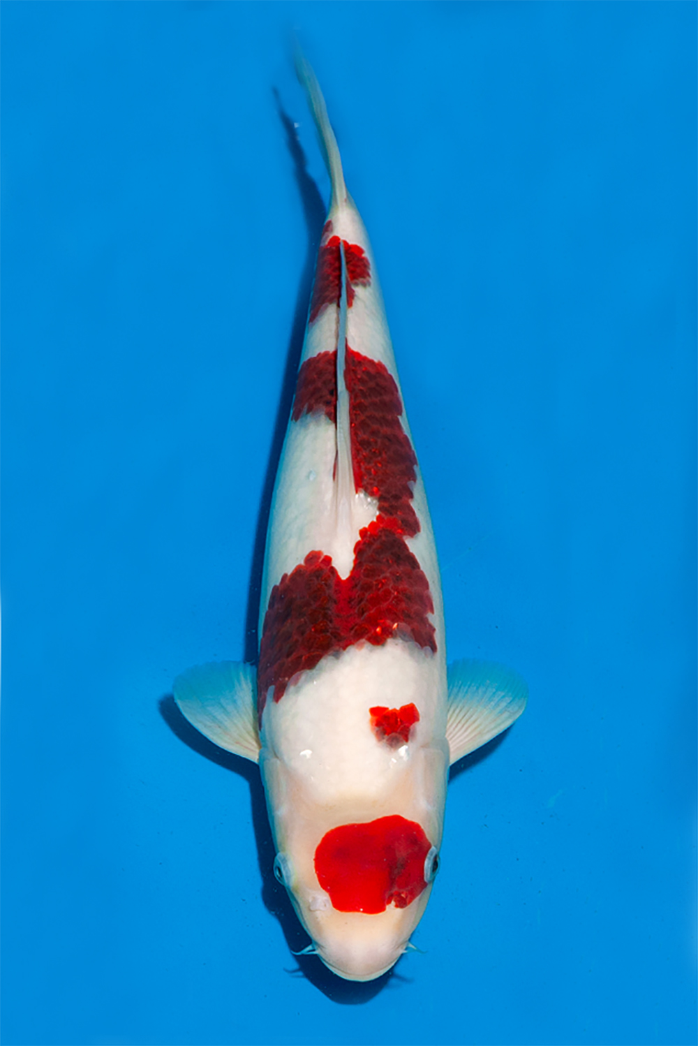 Goromo