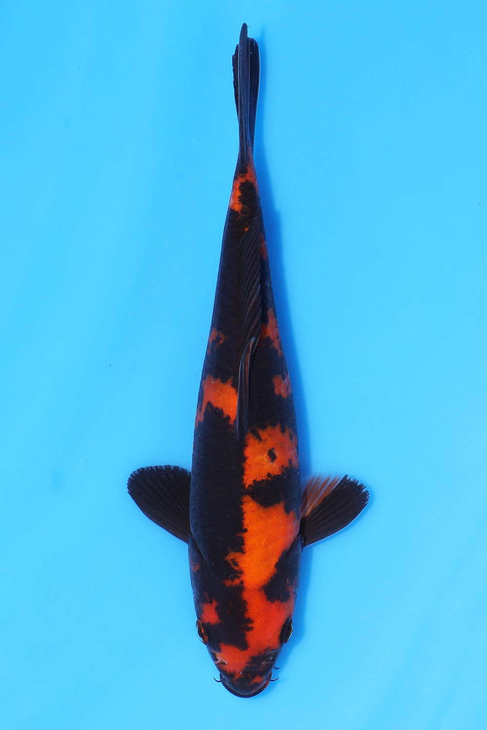 Hi Utsuri