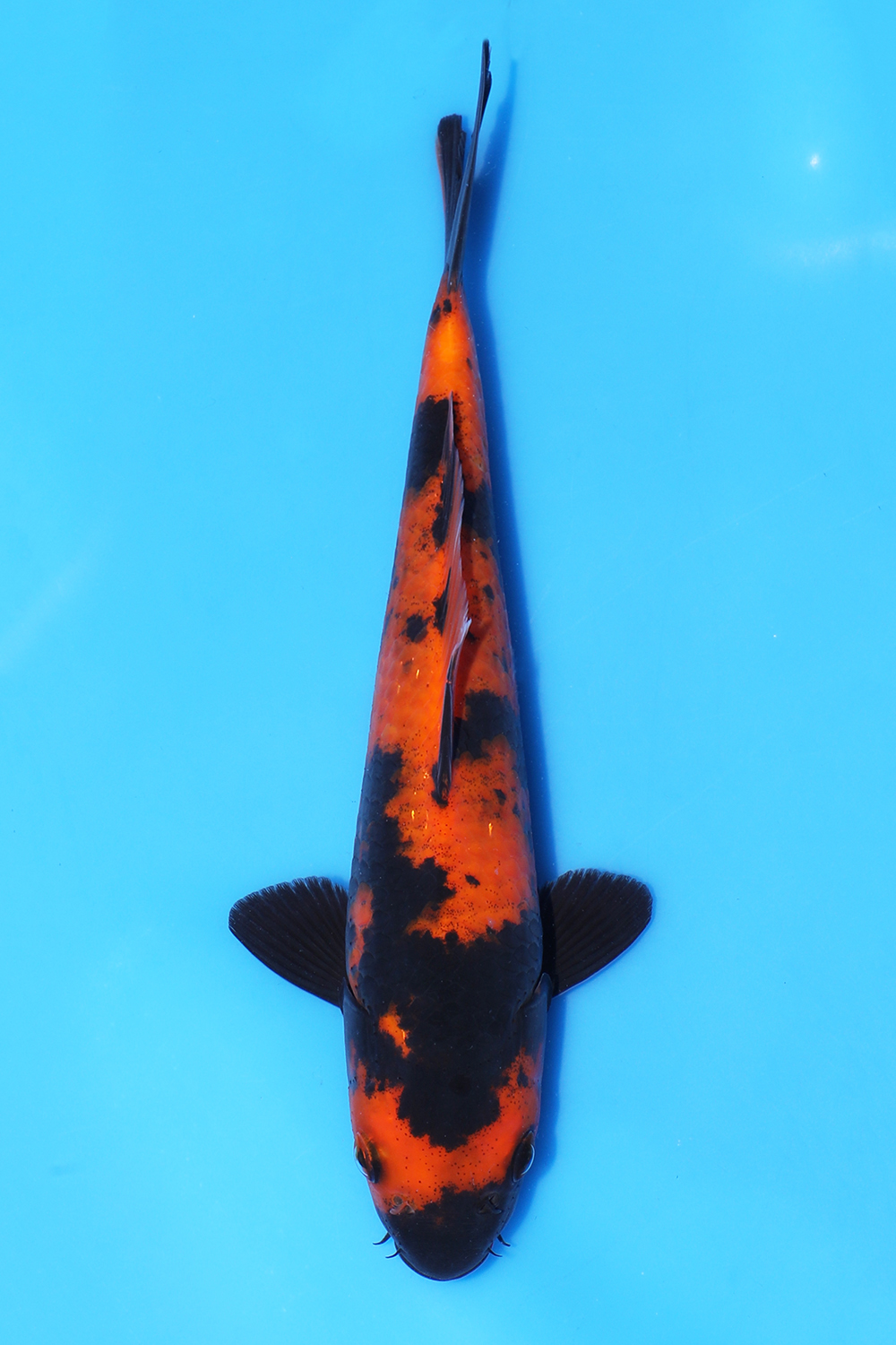 Hi Utsuri