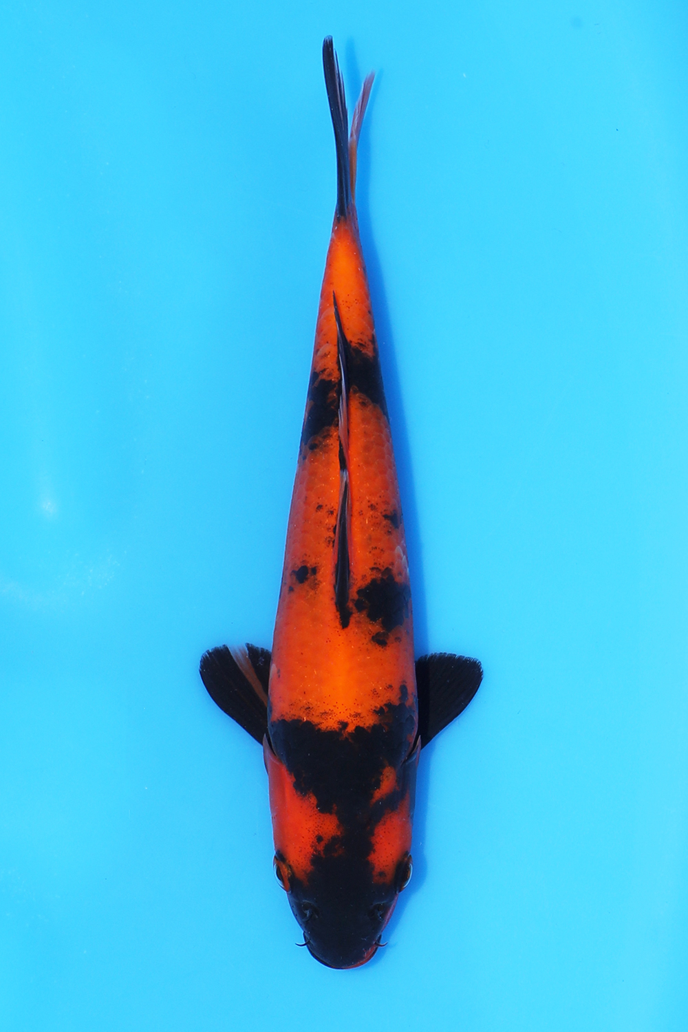 Hi Utsuri