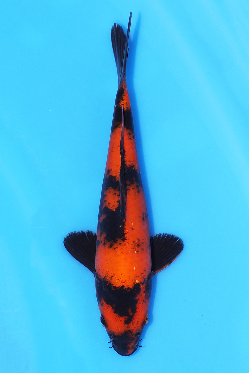 Hi Utsuri