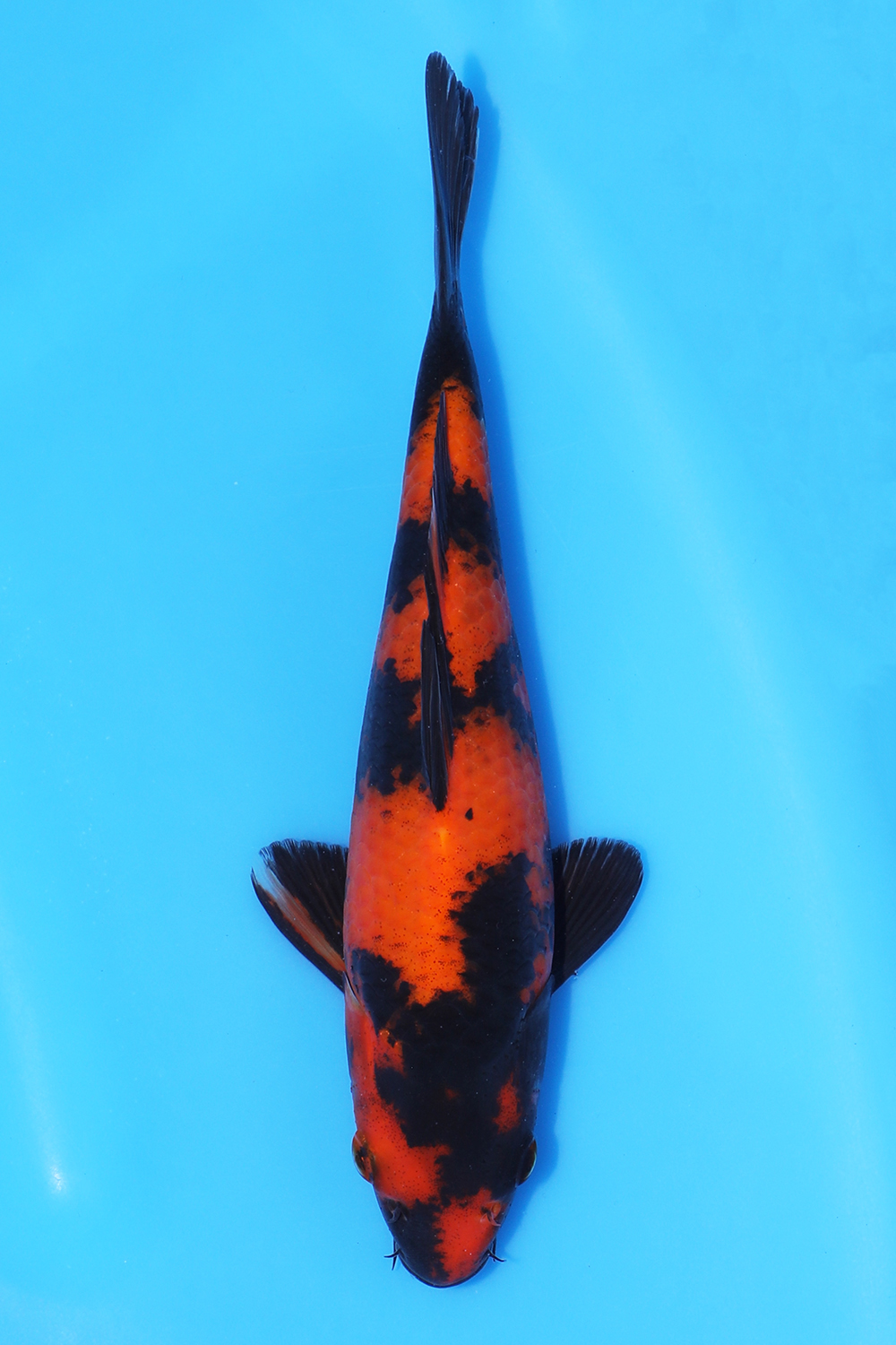Hi Utsuri