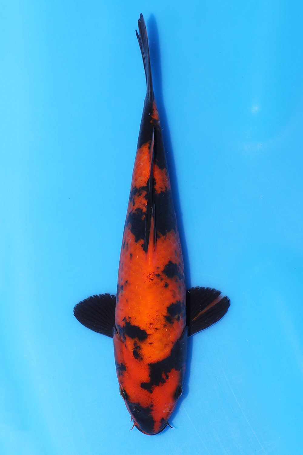 Hi Utsuri
