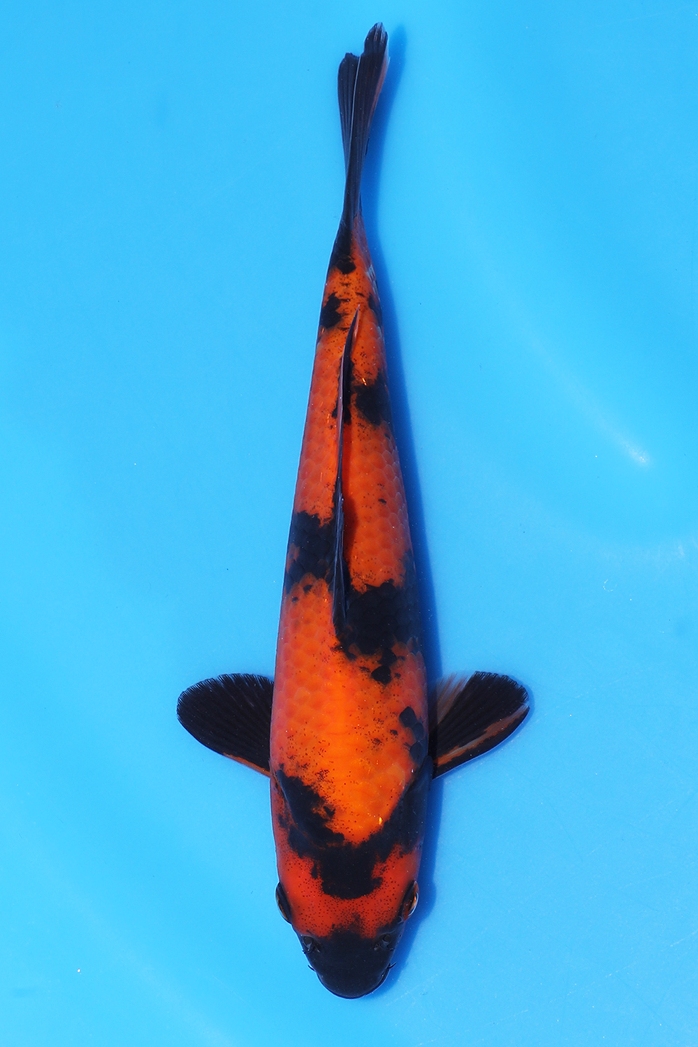 Hi Utsuri