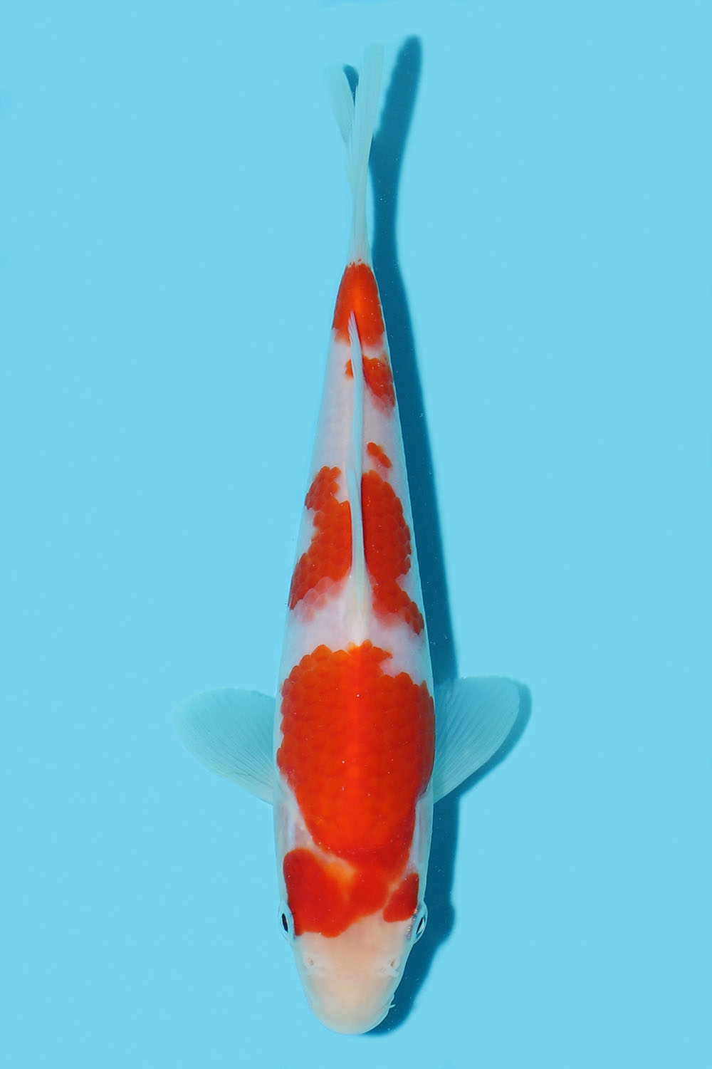 Kohaku