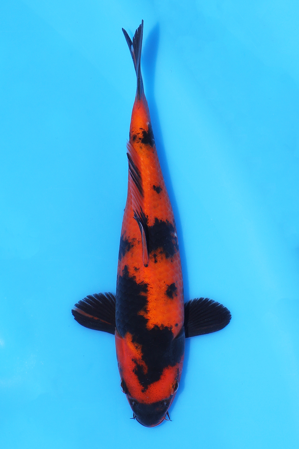 Hi Utsuri