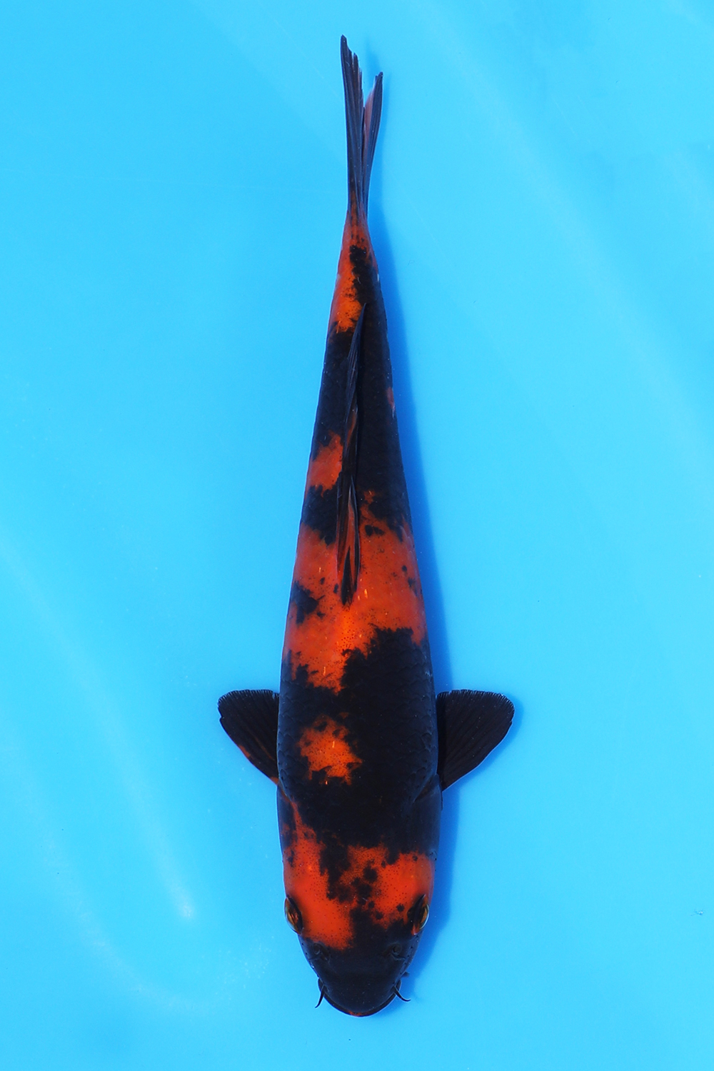 Hi Utsuri