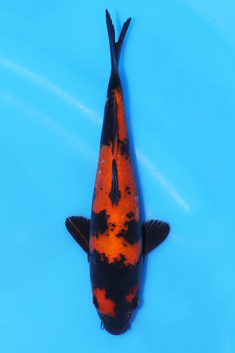 Hi Utsuri