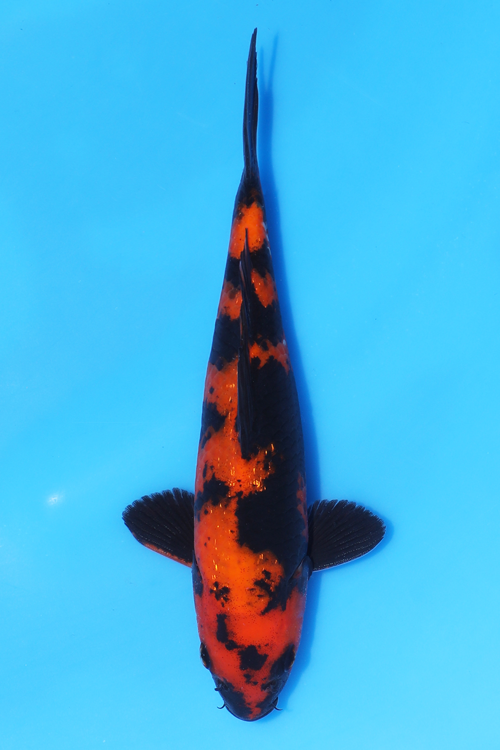 Hi Utsuri