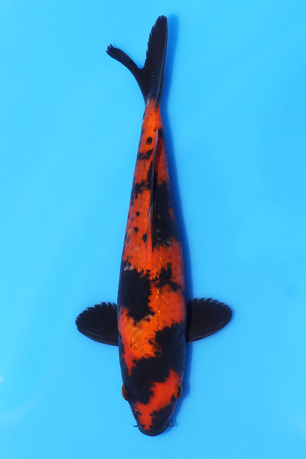 Hi Utsuri
