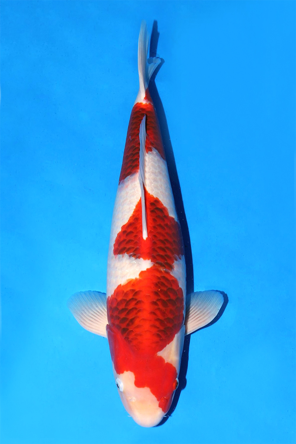 Ai Goromo