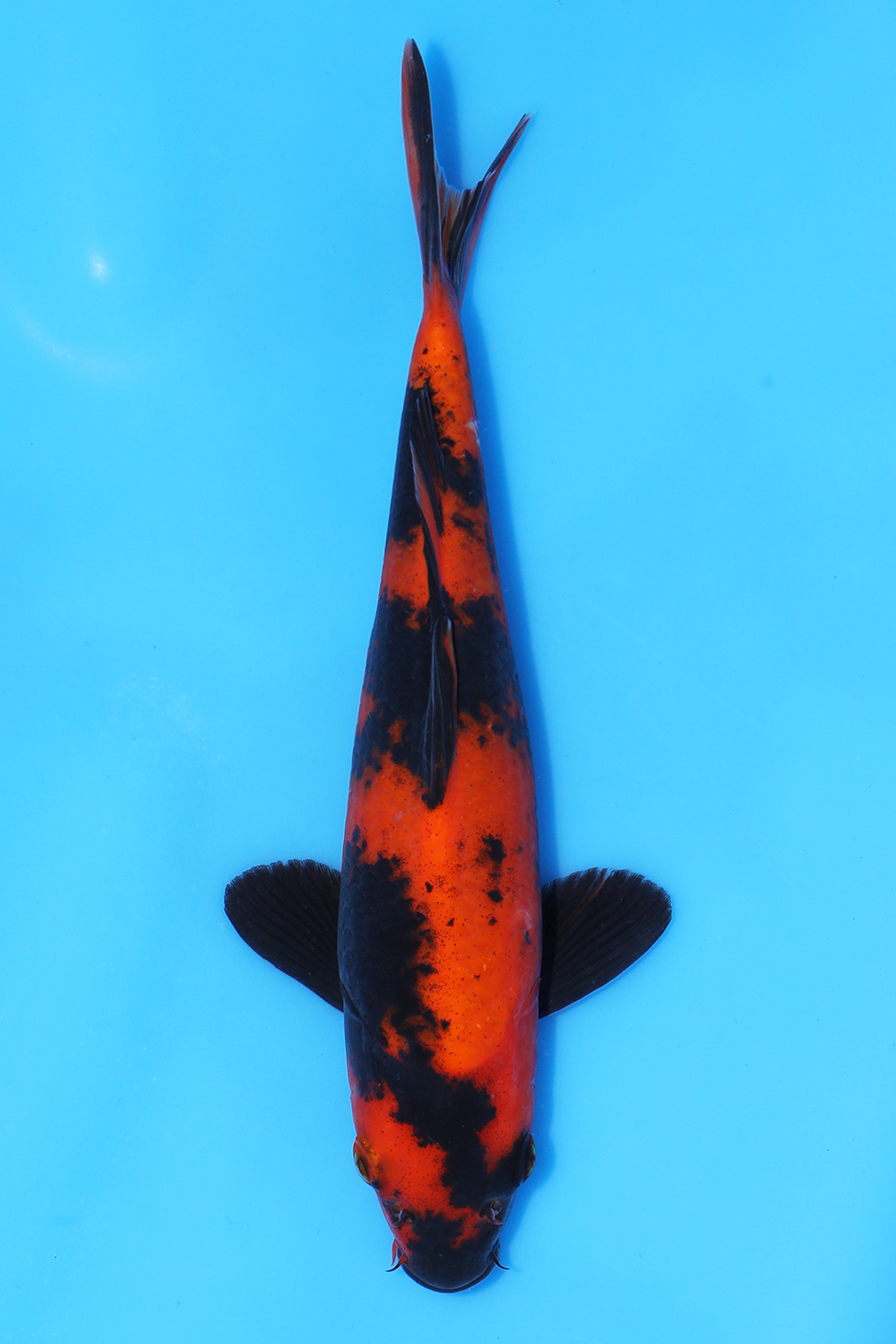 Hi Utsuri