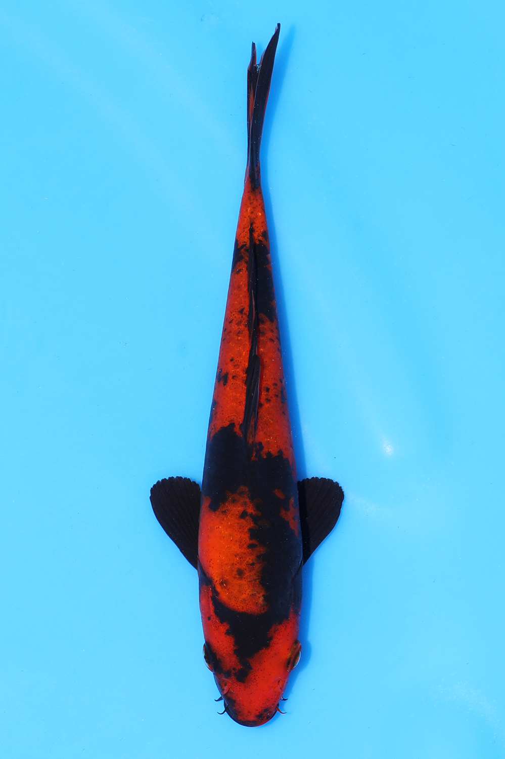 Hi Utsuri