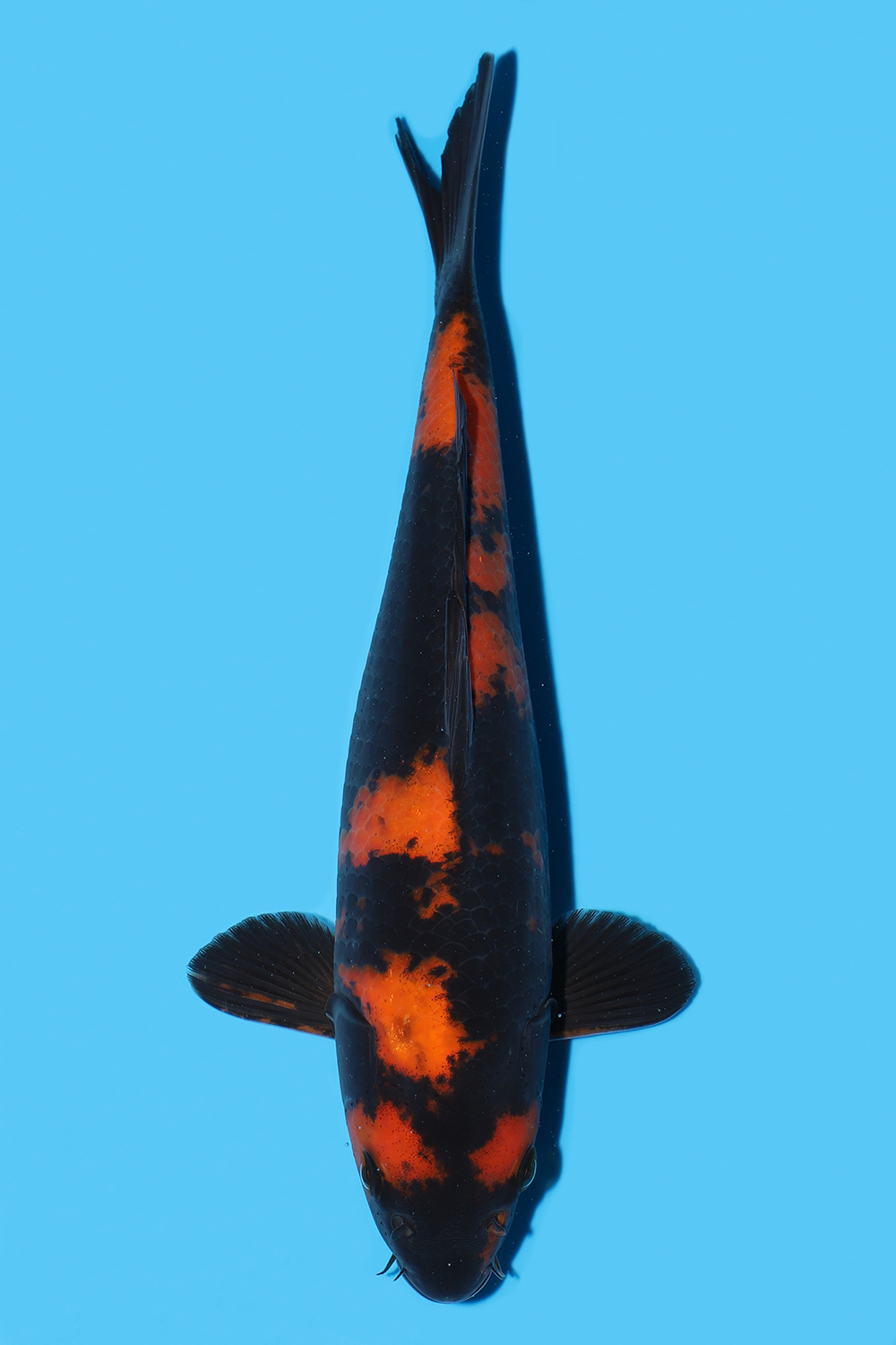 Hi Utsuri