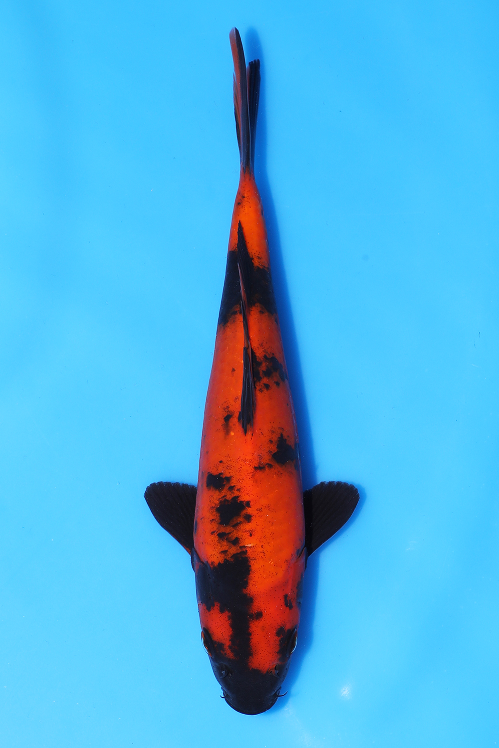 Hi Utsuri