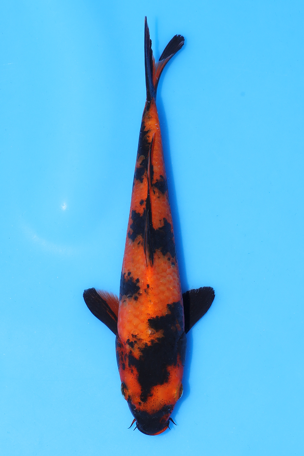 Hi Utsuri