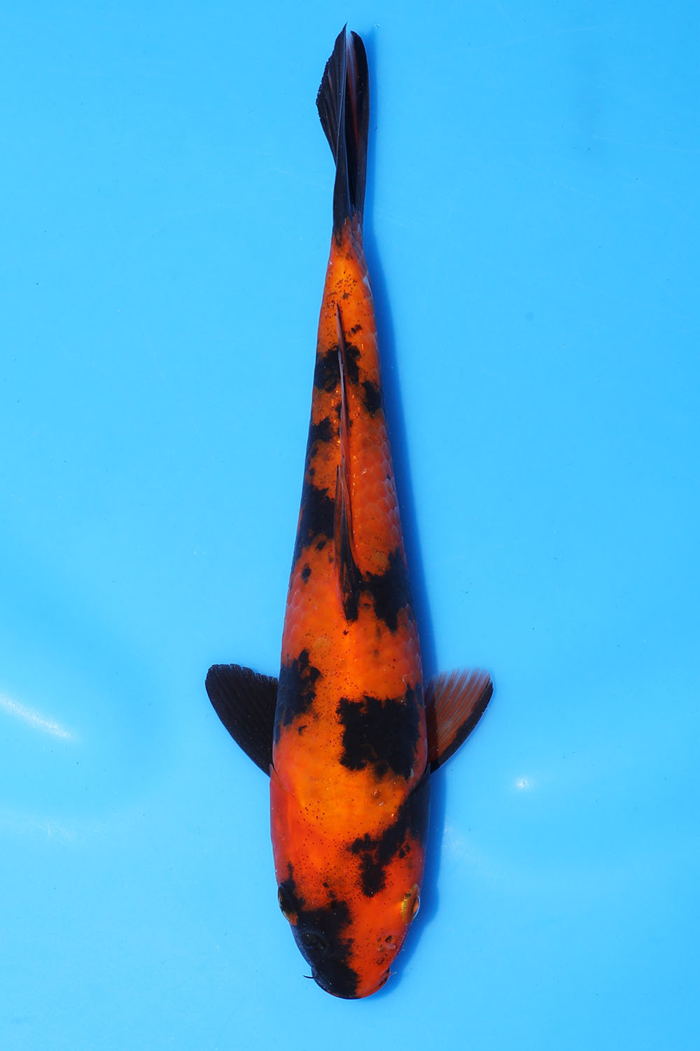 Hi Utsuri