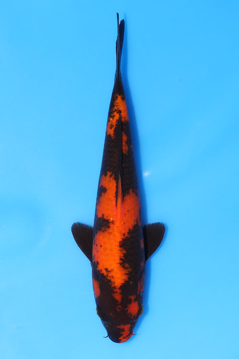 Hi Utsuri