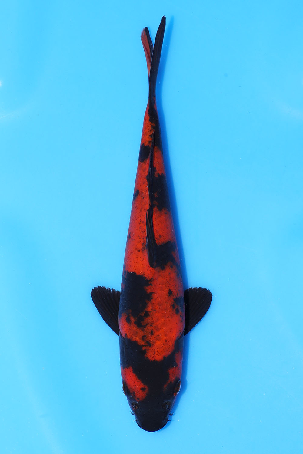 Kage Hi Utsuri