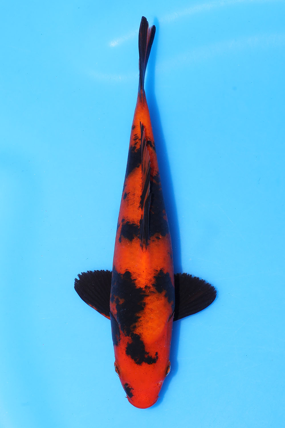 Hi Utsuri