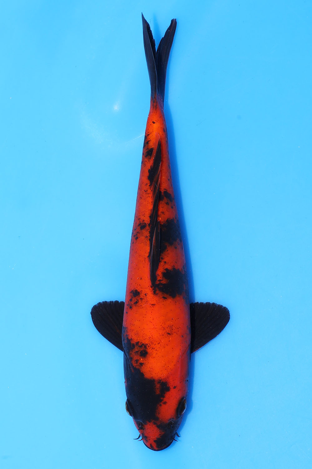Hi Utsuri