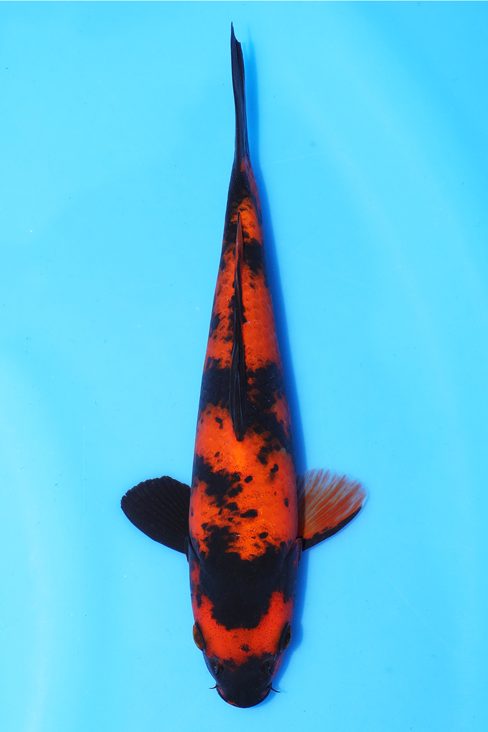 Hi Utsuri