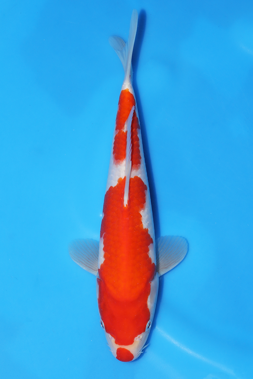 Kohaku