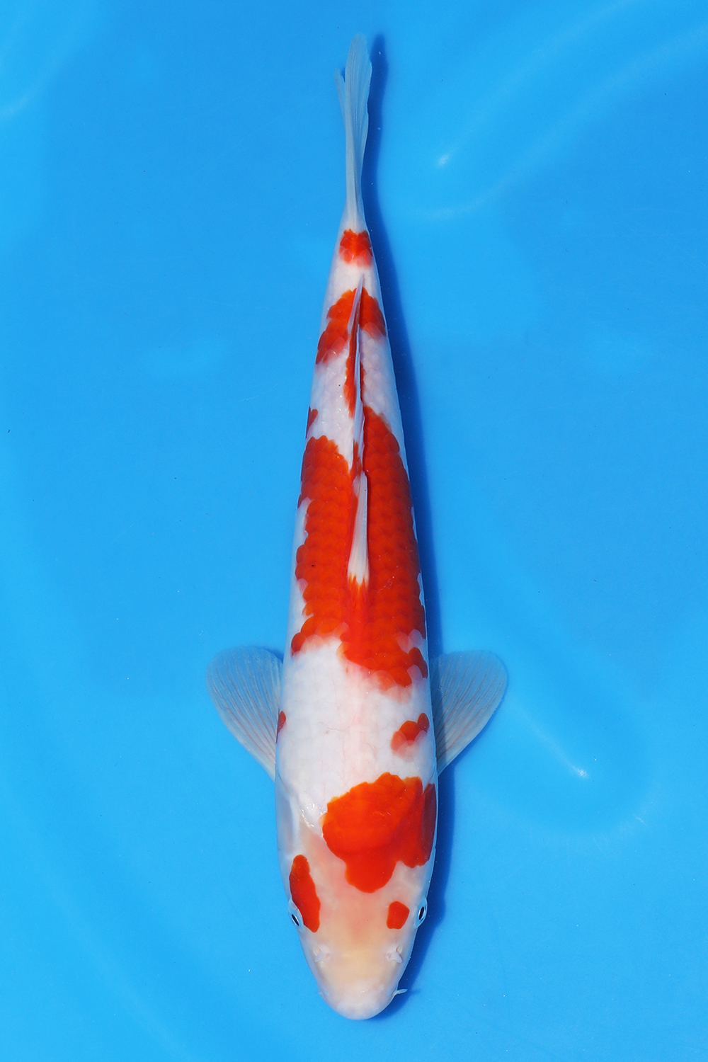 Kohaku