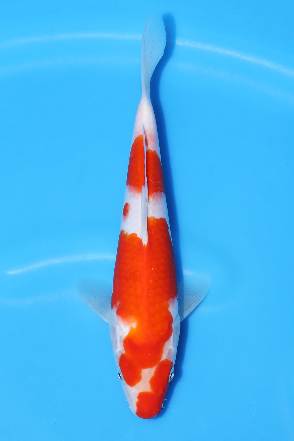 Kohaku