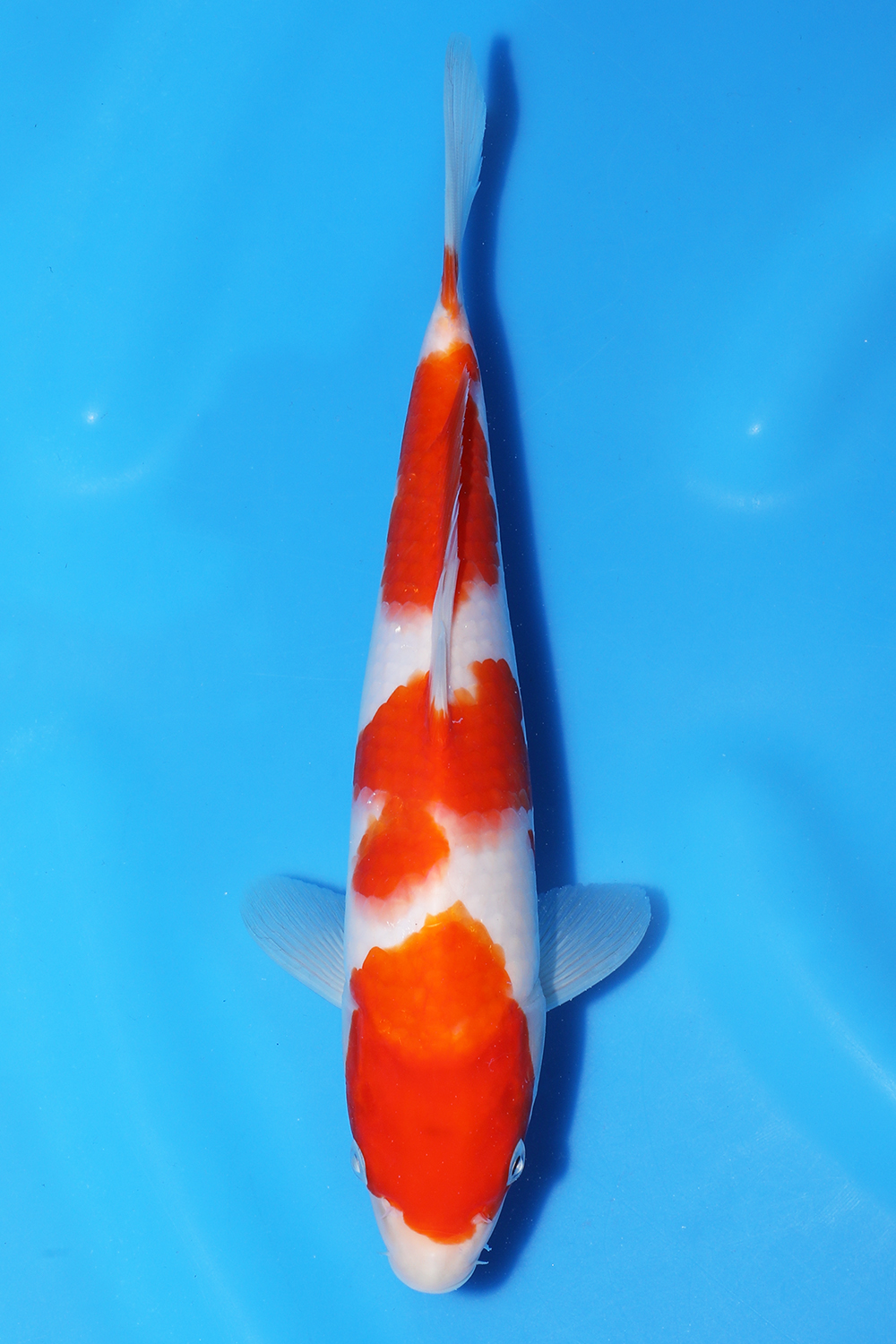Kohaku
