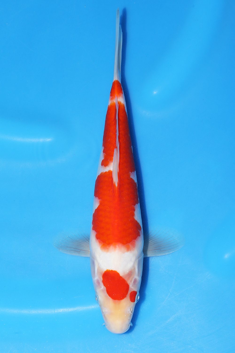 Kohaku
