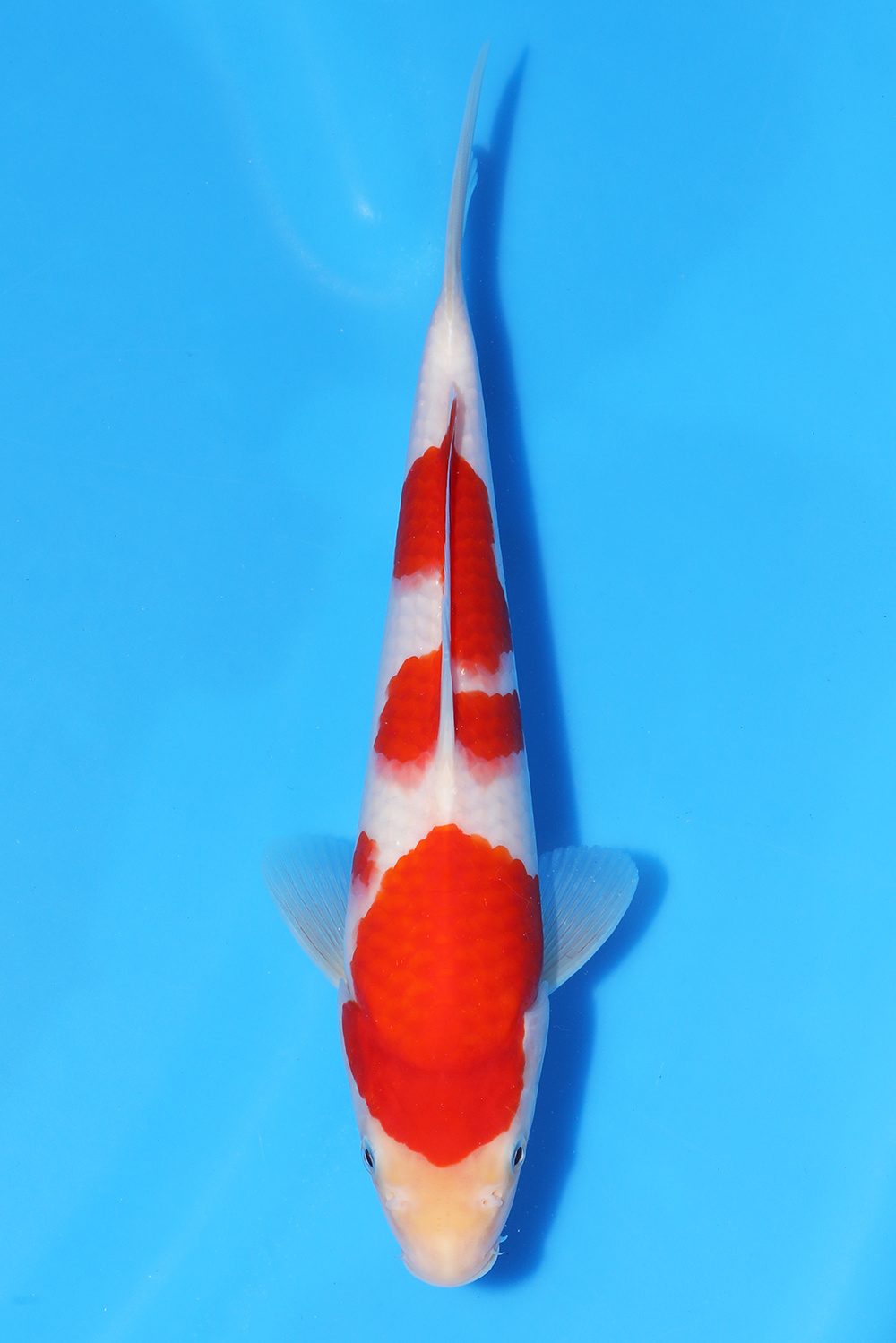 Kohaku