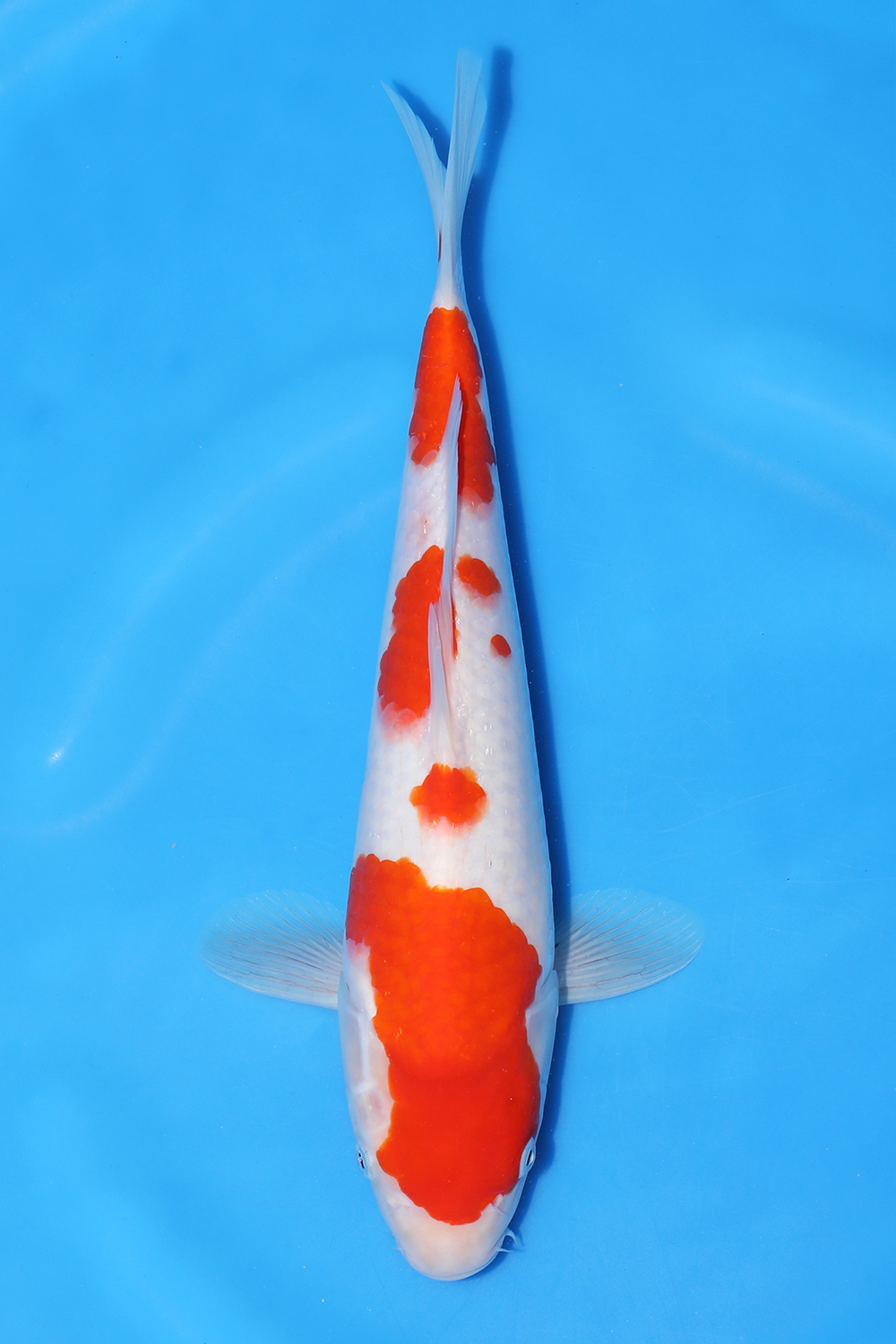 Kohaku